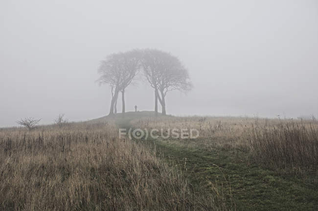 Сельская сцена с деревьями в тумане, Хаутон-ле-Спринг, Сандерленд, Великобритания — стоковое фото