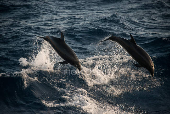 Delfini tursiopi che fanno salti acrobatici, Guadalupe, Messico — Foto stock