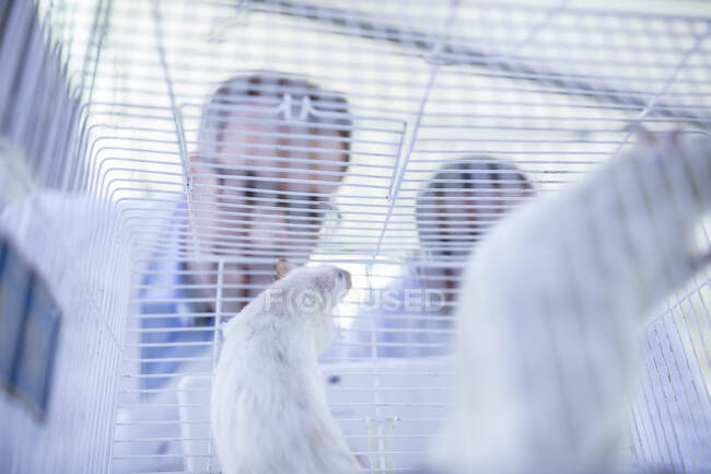 Працівники лабораторії дивляться в клітку з білими щурами, з низьким кутом зору. — стокове фото