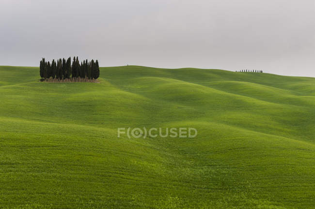Cipressi vicino a San Quirico d'Orcia, Val d'Orcia, provincia di Siena, Toscana, Italia — Foto stock