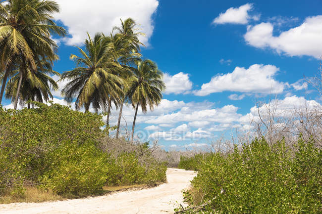 Caminho de areia através de folhagem e palmeiras, Parque Nacional Jericoacoara, Ceará, Brasil, América do Sul — Fotografia de Stock