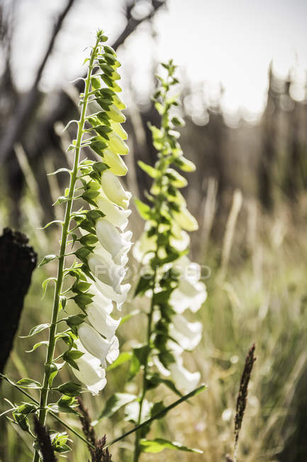 White foxgloves, Torres del Paine national park, Chile — Stock Photo