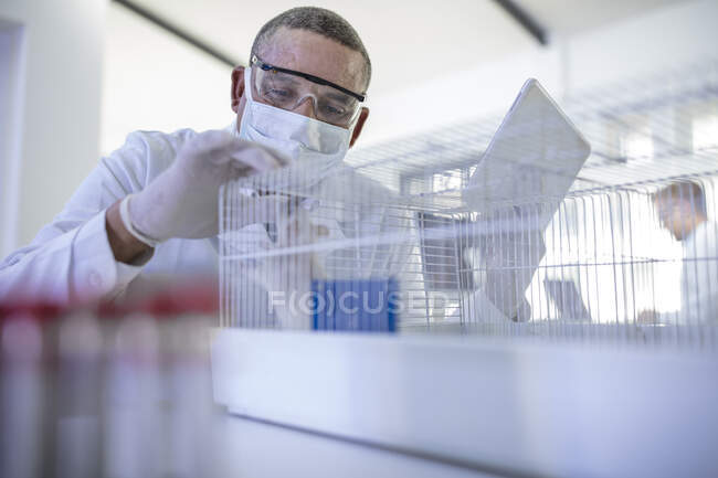 Лабораторний працівник тримає цифровий планшет, дивлячись в клітку, що містить білий пацюк — стокове фото