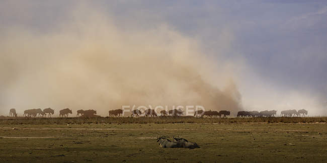 Wildebeest, Parque Nacional Amboseli, Amboseli, Rift Valley, Kenia - foto de stock