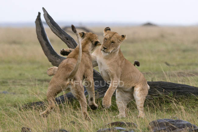 Двома молодими левиці, граючи в Масаї Мара Національний заповідник, Кенія — стокове фото