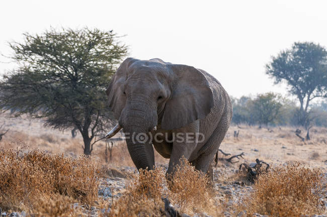 Elefante Africano caminhando no Parque Nacional de Etosha, Namíbia — Fotografia de Stock