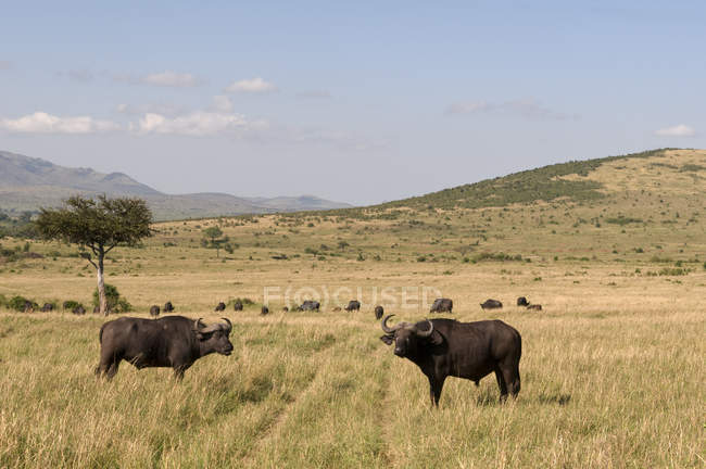 Capo Buffalos, Masai Mara National Reserve, Kenya — Foto stock