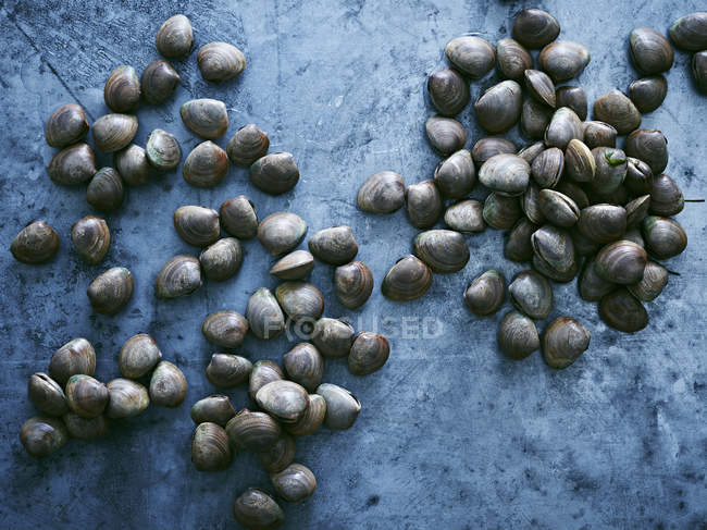 Clams on work surface, overhead view — Stock Photo