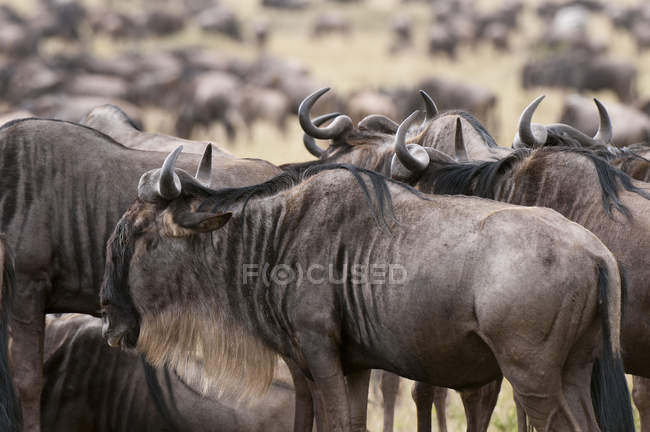 Gregge di gnu nella riserva nazionale di masai mara, Kenya — Foto stock