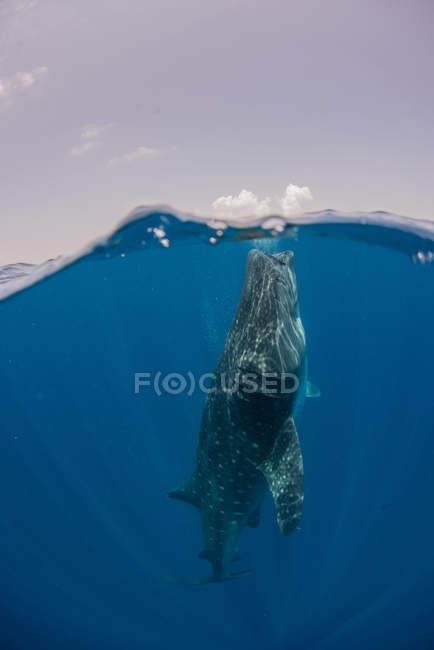 Tiburón ballena alimentándose en la superficie del agua, Cancún, Quintana Roo, México, América del Norte - foto de stock