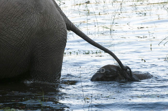 Elefante y ternera en el río en Abu Camp, Delta del Okavango, Botsuana - foto de stock