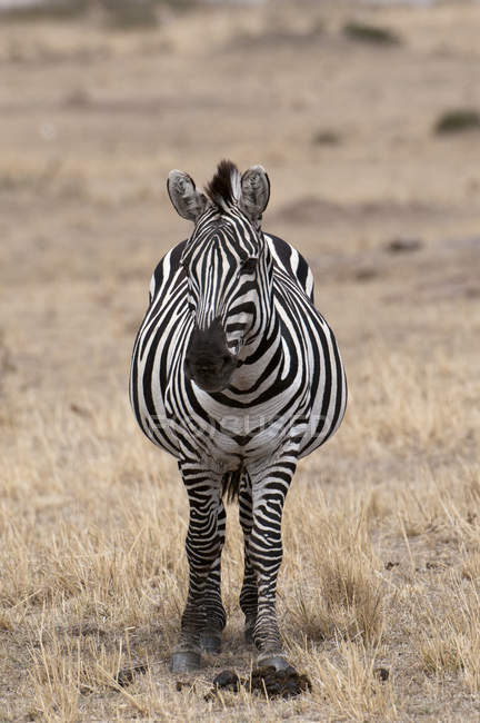 Um Zebra de pé e olhando para a câmera, Masai Mara, Quênia — Fotografia de Stock