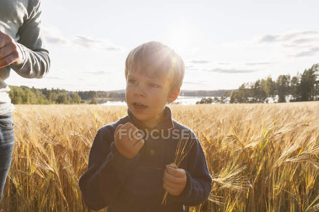 Menino no campo de trigo examinando trigo, Lohja, Finlândia — Fotografia de Stock
