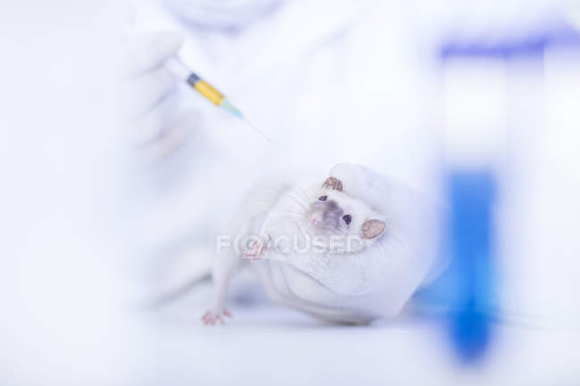 Vista ravvicinata del lavoratore di laboratorio che inietta ratto bianco, usando la siringa — Foto stock