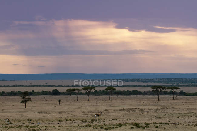 Bellissimo cielo viola durante il tramonto e animale sul campo, Masai Mara, Kenya — Foto stock