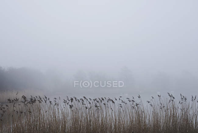 Scena rurale di campo con nebbia, Houghton-le-Spring, Sunderland, Regno Unito — Foto stock