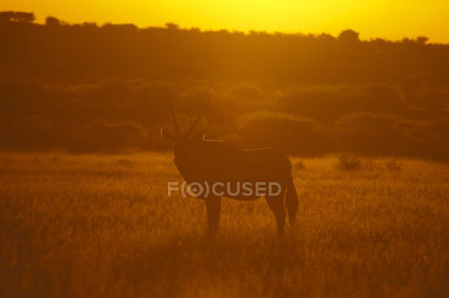 Gemsbok auf einer Wiese im Täuschungstal, zentrales Kalahari-Wildreservat, Botswana — Stockfoto