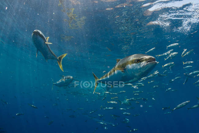 Scuola di Yellowtail (Seriola quinqueradiata) nuoto vicino alla superficie, Guadalupe, Messico — Foto stock