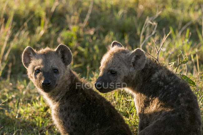 Spotted Hyaena cubs sitting on grass, Masai Mara National Reserve, Kenya — Stock Photo