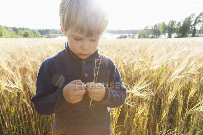 Niño en campo de trigo examinando trigo, Lohja, Finlandia - foto de stock