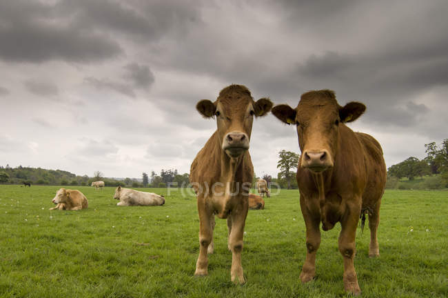 Zwei Kühe, die auf einem Feld stehen, County Kilkenny, Irland — Stockfoto