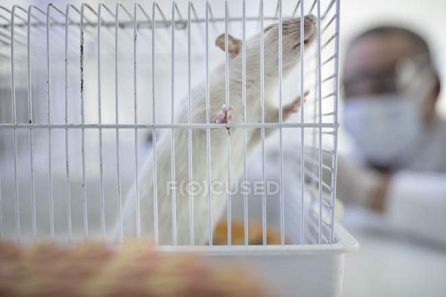 Rata blanca en jaula, trabajador de laboratorio en segundo plano - foto de stock