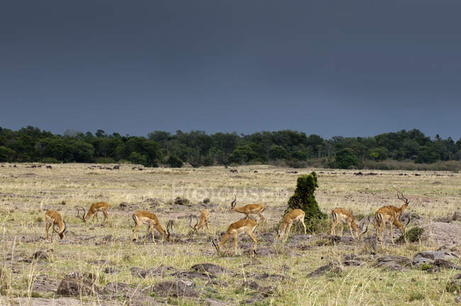Impalas pastando en la reserva nacional Masai mara, Kenia - foto de stock