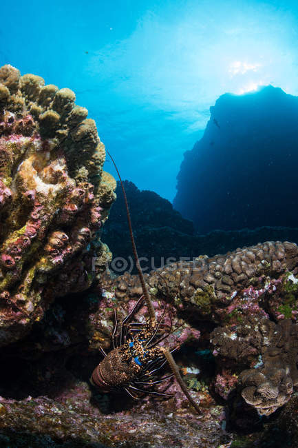 Lagosta sobre rochas do fundo do mar, Socorro, Baja California, México — Fotografia de Stock