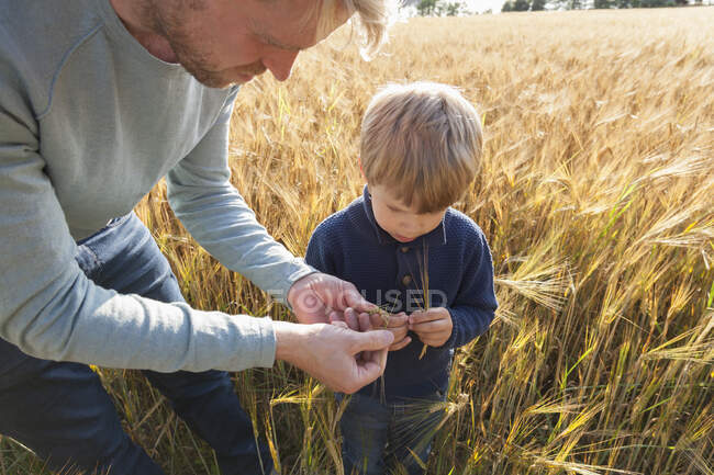 Père et fils dans le champ de blé examinant le blé, Lohja, Finlande — Photo de stock