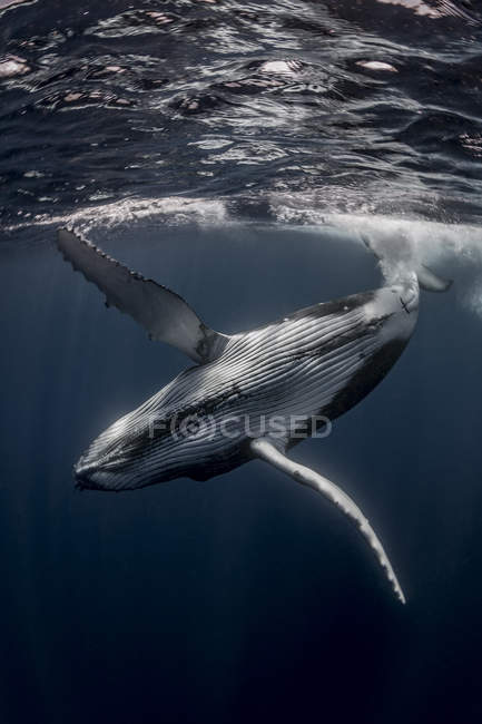 Горбатих китів у водах Тонга — стокове фото