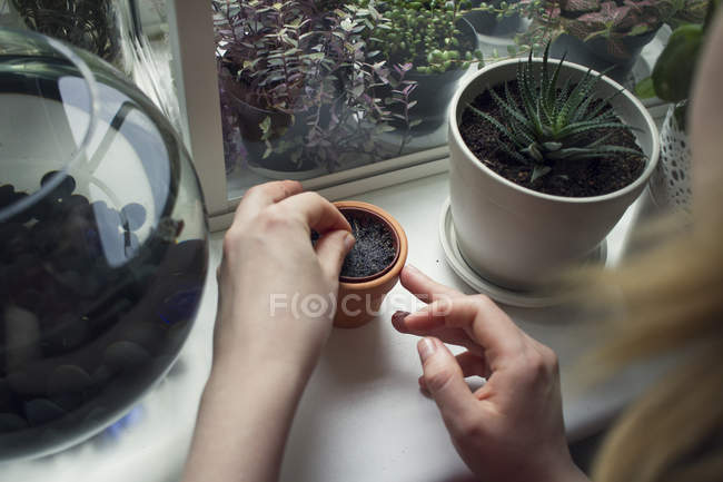 Sobre a vista do ombro da mão da mulher que tende a planta potted no peitoril da janela — Fotografia de Stock