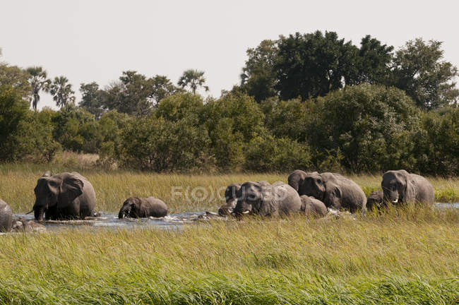 Слоны, стоящие в воде в дельте Окаванго, Ботсвана — стоковое фото