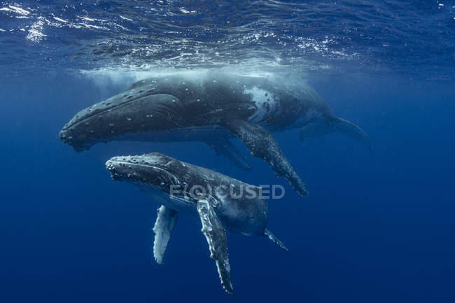 Baleia jubarte (Megaptera novaeangliae) e vitela nas águas de Tonga — Fotografia de Stock