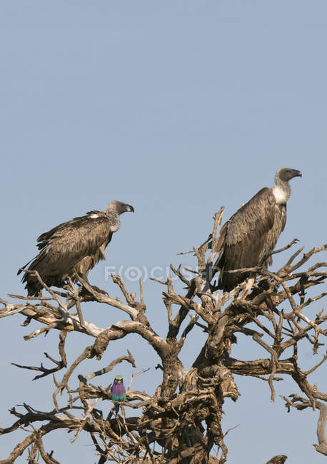 Ruppells vultures and Lilac-breasted Roller, Masai Mara National Reserve, Kenya — Stock Photo