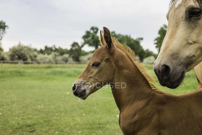 Кінь і лоша, що стоять разом у полі — стокове фото