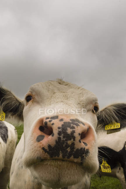 Primer plano de una vaca, Condado de Wexford, Irlanda - foto de stock