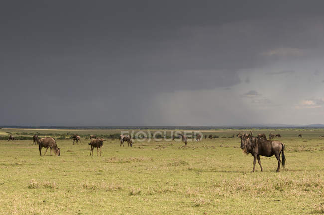 Wildebeest a piedi sul prato alla Masai Mara National Reserve, Kenya — Foto stock