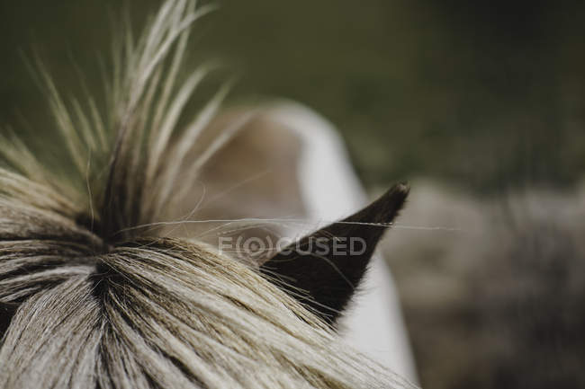 Abgeschnittene Hochwinkel-Ansicht von Ponys Mähne und Ohr — Stockfoto