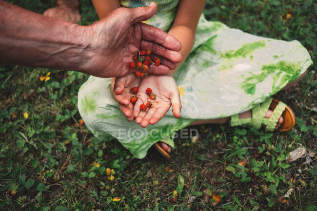 Батько і дочка на відкритому повітрі, збирають ягоди, крупним планом — стокове фото