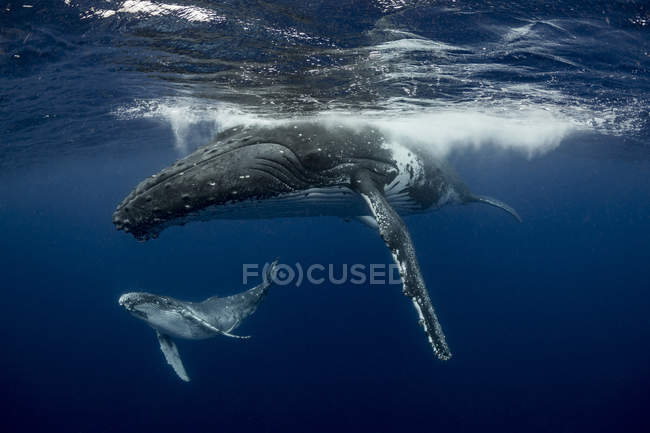 Balena megattera e vitello nelle acque di Tonga — Foto stock