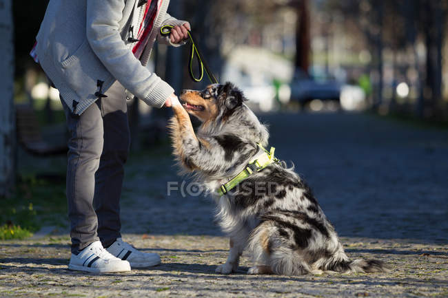 Человек держит собачью лапу в парке, обрезанный — стоковое фото