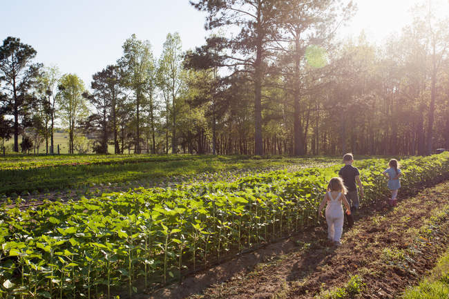 Троє дітей, які ходять біля посівів на фермі, вид ззаду — стокове фото