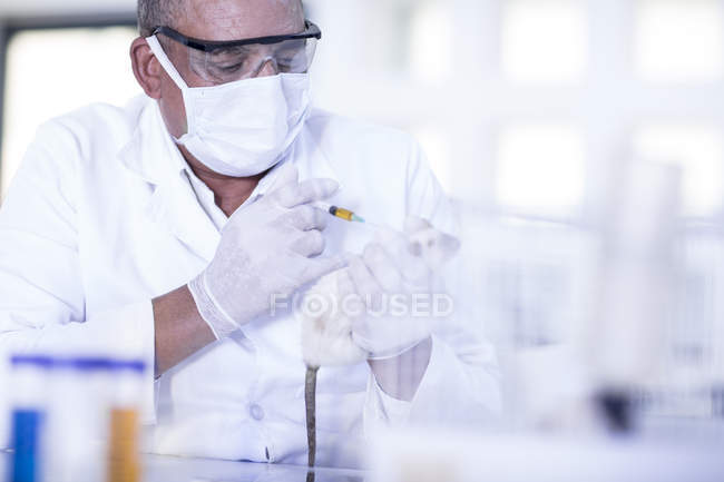 Trabajador de laboratorio inyectando rata blanca usando jeringa - foto de stock