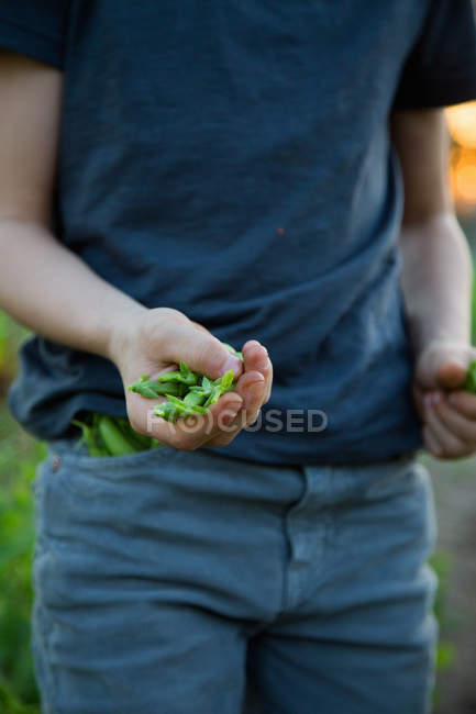 Niño en la granja, sosteniendo guisantes recién recogidos de azúcar, sección media - foto de stock