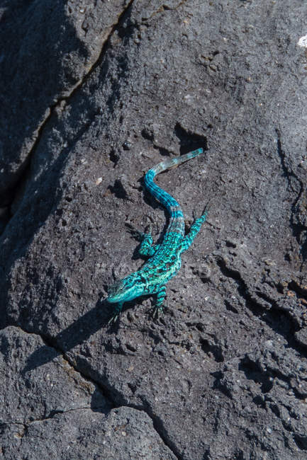 Endemische blaue Eidechse, Klare Insel, Socorro, Baja California — Stockfoto