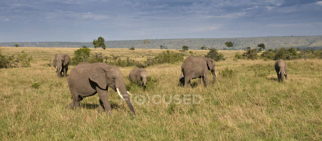 Vista panorámica de los elefantes africanos alimentándose en la Reserva Nacional Masai Mara, Kenia - foto de stock