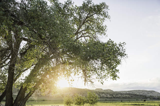Paesaggio rurale, luce del sole che splende tra gli alberi, Bridger, Montana, Stati Uniti d'America — Foto stock