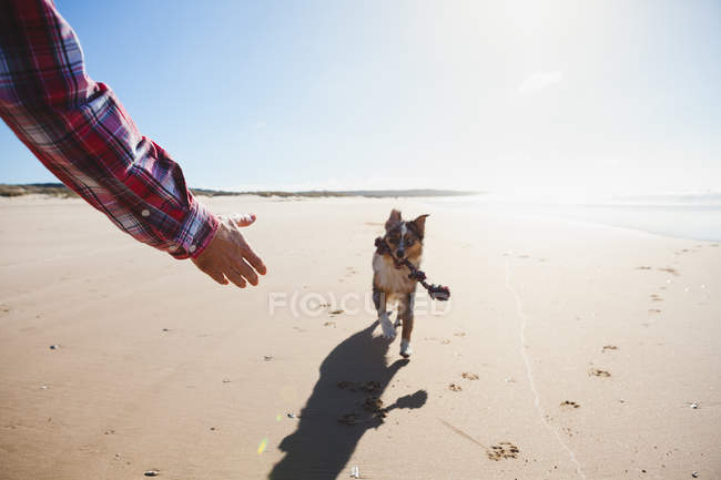 Cropped image of Man and dog playing with rope on ocean beach — Stock Photo