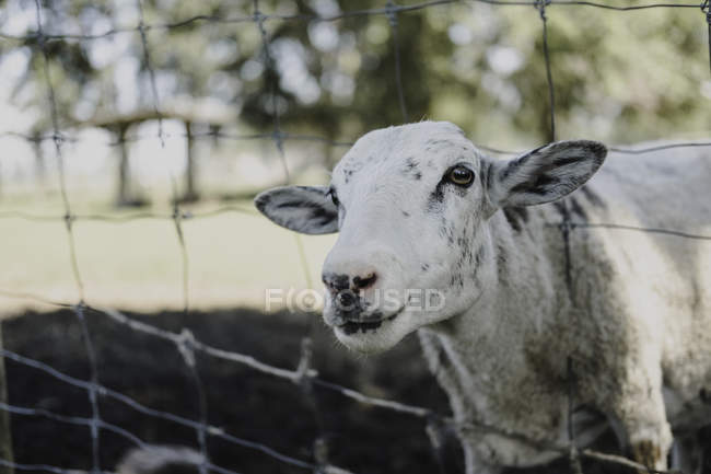 Portrait of sheep looking out from wire fence — Stock Photo