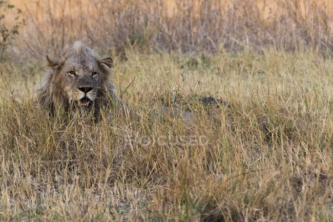 Большой серый лев, покоящийся в траве и смотрящий в национальный заповедник Масаи Мара, Кения — стоковое фото